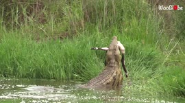 HUGE crocodile demonstrates terrifying power as it thrashes around in water with prey