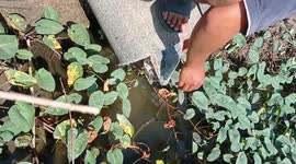 Turtle with its head stuck in water pipe rescued in Thailand