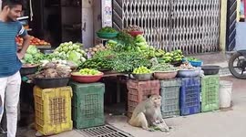 Monkey wreaks havoc in central India