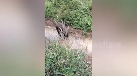 Injured baby elephant rescued after getting stuck in hunter’s trap in Thailand