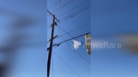 Pet kitten stuck on electricity pole finally saved by neighbours in California