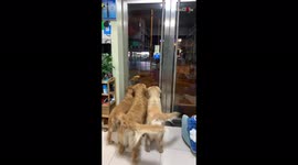 'Chinese woman receives an adorable welcome from her loving pets 
'