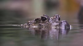 Dwarf crocodiles will bring smiles