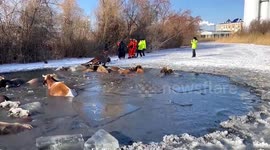 Firefighters and police rescue cows that fell into icy pond in China