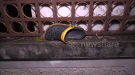 Stray dog caught on CCTV stealing pastor’s shoe from outside church in Thailand