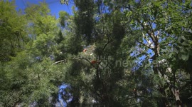 Wild But True: How Scarlet Ibis Get Their Vibrant Color