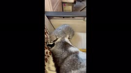 A touching fight between the best friends of the husky and the cat