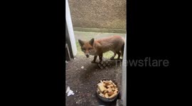 George the fox is having lunch in Kingston upon Thames, UK