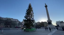 Trafalgar Square's bedraggled Christmas tree mocked by Londoners on social media