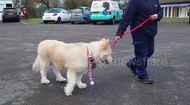 Britain's porkiest pooch named 'slimmer of the year' after shedding almost half his body weight