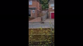 UK dad stunned to spot wild otter running through city centre housing estate