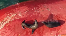 Sea lions hitch a ride on the front of ship in California