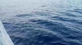Dolphins glide alongside fishing boat in the Philippines