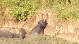 Rescue effort to save herd of elephants trapped in pond