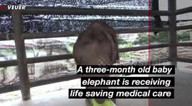 Three-Month Old Baby Elephant Gets Life Saving Medical Care After Being Rescued From Trap