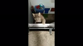 Fall in love with New Zealand cat that skillfully climbs LADDERS