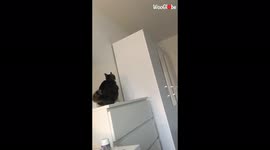 'Active but chubby cat's hilariously horrendous jump fail 
'