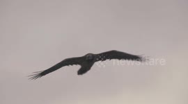 Majestic bearded vulture fights winds flying over alpine Swiss valley