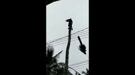 The most dangerous job in Vietnam - Sawing coconut trees into small pieces while at high altitude