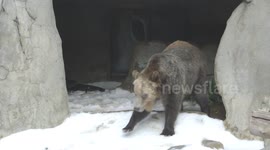 A Donation of 15 Tons of Snow Makes These Grizzlies Super Excited