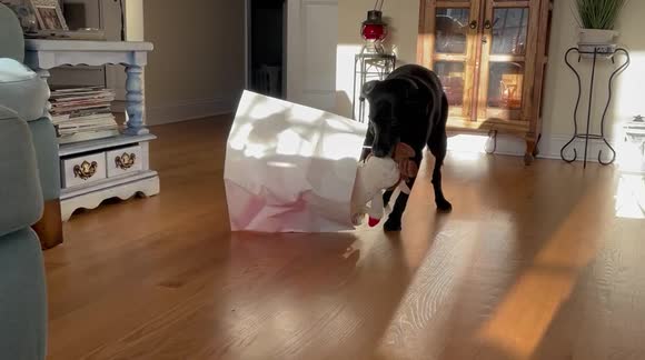 Dog rescued from shelter ecstatic with new Christmas toy