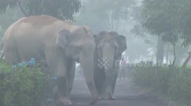 Herd of elephants take detour through residential estate in northeastern India