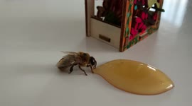 I found a drone bee outside our parking area and guess what?