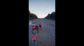 Dog wears his new coat and thinks he's too good looking to play