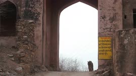 tiger coming out from fort