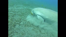 Huge manatee eating in the red sea