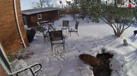 Owner rescues bulldog after if fell through thin ice into pond