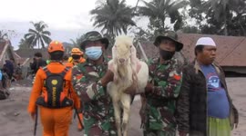 Indonesian army evacuates animals from villages near Mount Semeru volcano