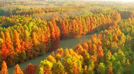 Autumnal drone footage showcases trees turning shades of orange in Chinese forest
