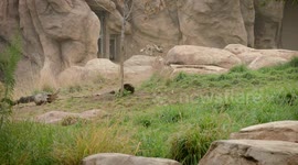 Wild Dogs' Striking Coat Patterns Serve Specific Evolutionary Function