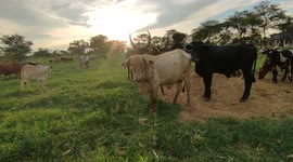 Awesome evening with these lovely creatures