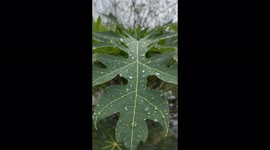 Pure Water Drop on The Leaf Just After Rain Very Clear