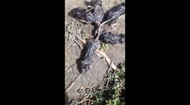 Russian man finds group of rats unable to move with tails tied together
