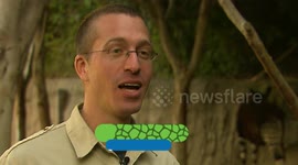 Okapis, Black Duikers, and Hippos, Oh My! Learn All About These African Animals