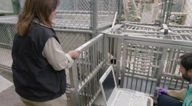 Medical Residents Give a Panda a Cardiac Ultrasound to Check His Heart Condition