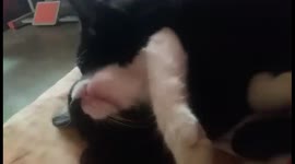 Being NBSB (no boyfriend since birth) these two cats of mine are not that really enviable. No not really. I'm fine.