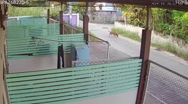 Cheeky stray dog caught on CCTV stealing a pair of jeans