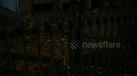 the lorea of city racoon