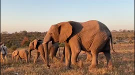 Take a walk through the African wilderness with the Jabulani herd of elephants