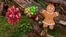 Otters play with bag of baubles in their festive new habitat