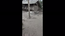 Livestock died due to the eruption of Mount Semeru in East Java, Indonesia