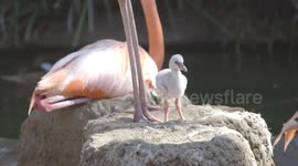 What's Got Zookeepers Squawking About These Newly-Hatched Flamingo Chicks