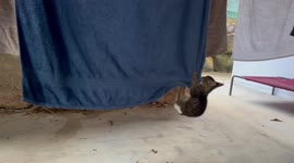 Playful Kittens kill washing hanging on the line. There is no escape.