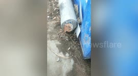 Chinese residents rescue cat trapped in abandoned telegraph pole