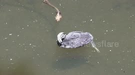 Hard-working Grebe parents struggle to keep up with the voracious appetites of their chicks.