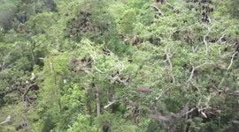 Swarm of flying foxes found in forest in the Philippines